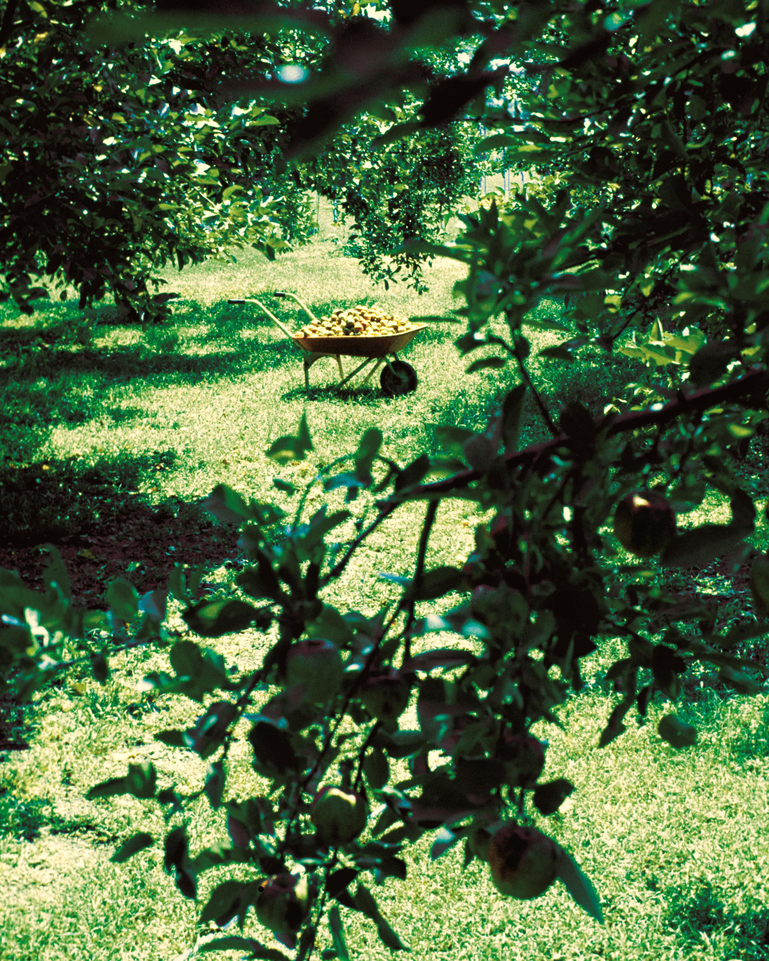 a photo peering between apple-tree branches at a wheel barrow full of apples in the distance><br/><br/>
		
				</div>


			</div>

		</div>
	</div>

	<div id=