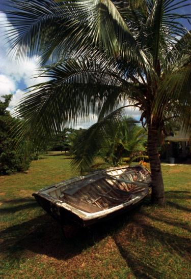 a photo of a fishing boat under a palm tree on Martinique Island